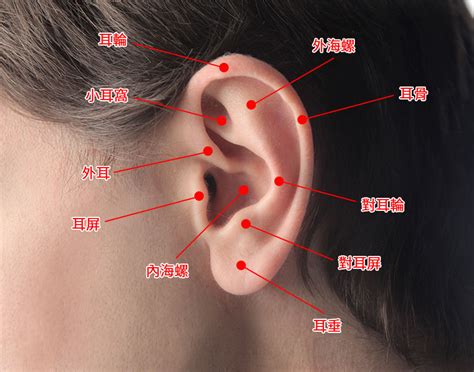 疼痛指數耳洞位置|耳洞位置、疼痛度及適合配戴的款式(2024年更新)